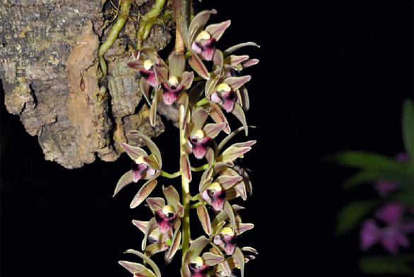 Elegantní původní druh Cymbidium devonianum šlechtitelé využívají ke křížení. Jeho geny přinášejí čokoládově hnědou barvu, drobné květy a převislá květenství.