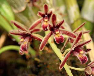 Původní druh Cymbidium aloifolium je nenáročná orchidej menšího vzrůstu a převislým květenstvím 30–45 cm dlouhým. V přírodě roste na stromech i v půdě, často kolem horských silnic a cest, v písku nebo dokonce i zarostlé v asfaltu. Pěstování zvládne i úplný začátečník.