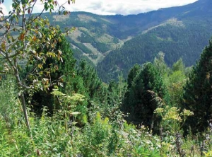 Borovice limby na alpské farmě Seppa Holzera v Rakousku. Tyto mohou být staré přes 30 let. Hory jsou jejich přirozené prostředí, rostou však dobře i v nížinách, na slunci a v propustné půdě.