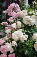 Působivá kombinace dvou špičkových romantických keřových růží zdobí zahradu po celou sezonu. Krémově-bílá ´Summer Memories´ dorůstá do 120 cm, růžová ´Cinderella´ až 150 cm. Obě růže jsou oceněny v mnoha mezinárodních soutěžích.