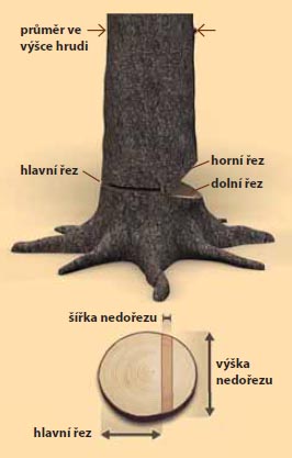 Schéma otevřeného směrového zářezu. Jde o nejpoužívanější metodu kácení, kterou při troše opatrnosti zvládne i laik. Důležité je nastavit směr pádu stromu a hlavně dodržet šířku nedořezu.