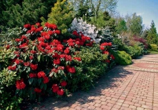 Rododendrony jsou hlavní chloubou majitele. Dováží je z celého světa. Své místo mají i u jezera nové zahrady.