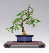 Mladá bonsaj z fíkusu zakoupeného v květinářství.