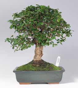 Pokojová bonsaj Carmona microphylla.