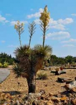 Vzácná letitá rostlina Yucca thompsoniana se nevidí příliš často.