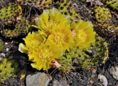 Kaktus Opuntia phaeacantha vydrží venku i naše zimy.