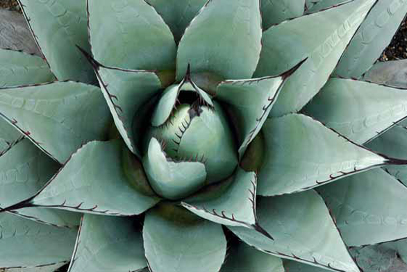 Agave neomexicana patří mezi nejodolnější druhy rodu.