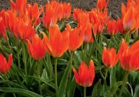Tulipa greigii 'Orange Toronto'