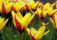 Tulipa fosteriana 'Ester Parade'