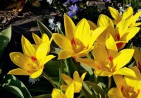 Tulipa kaufmanniana 'Giuseppe Verdi'