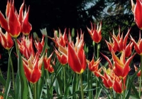 Tulipa × hybrid 'Double Focus'