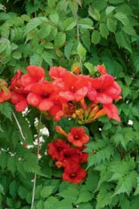 Zářivě červené květy trubačů připomínají spíše tropické květy než rostlinu z mírného podnebného pásma. Je to však překvapivě odolná rostlina, snese mrazy až –25 °C.