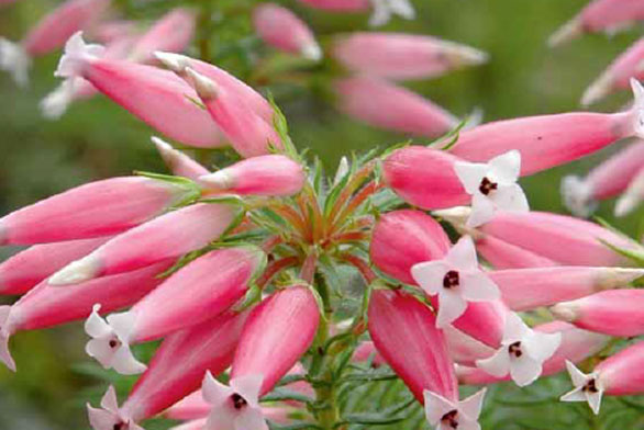 Erica longifolia je novinka posledních let z jihu Afriky. Je to druh vhodný do nádob, který zkrášlí terasu, balkon nebo zimní zahradu, naši mrazivou zimu však nesnese.