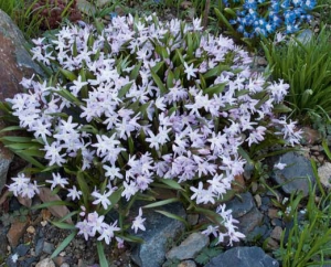 Ladoničky (Chionodoxa) se rozrůstají do větších trsů, pokud je ponecháte na vhodném místě několik let, tak vytvoří široký trs.