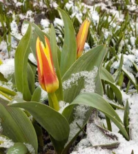 Během teplé zimy vše kvete velmi časně, botanické tulipány v březnu. Spatříme je i pod sněhem, pokud nebyl dlouhý a ledový únor.
