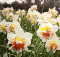 Narcis odrůdy ´Replete´ patří k plnokvětým, zajímavě barevným novinkám z Holandska.