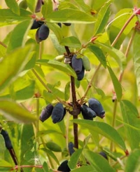 Různé odrůdy zimolezu kamčatského mají odlišné tvary bobulí i příchutě. Novější kultivary jsou sladší a mají větší plody. V zahradě je to nejranější ovoce.