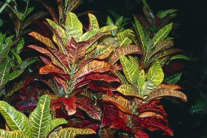 Podivec, kroton nebo obojan (Codiaeum variegatum), tyto teplomilné pokojové rostliny s pestrými listy zalévejte 1× za 4 dny vlažnou vodou. V místnosti s ústředním topením postavte k rostlině misku s oblázky zalitými vodou.