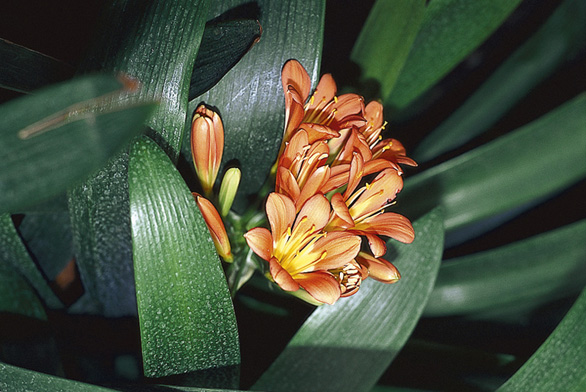 Řemenatka oranžová (Clivia miniata) – stejně jako ostatní pokojové rostliny kvetoucí v březnu zalévejte 1 až 2× týdně, v suchém bytě s ústředním topením i častěji.