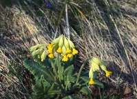 Na slunných sušších místech roste domácí prvosenka jarní (Primula veris), jejíž květy mají oranžové skvrnky.