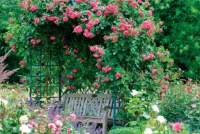 Královské růže ve vaší zahradě