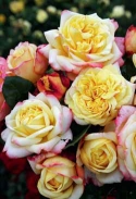 Novinka mezi vonícími velkokvětými růžemi je ´Kordes' Jubilee´. Byla vyšlechtěna k výročí 125 let od založení věhlasné růžařské fi rmy Kordes.