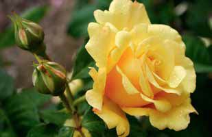 ´Postilion´ je keřová růže dosahující až 140 cm. Bohatě kvete v barvě zlato-žluté a příjemně voní.