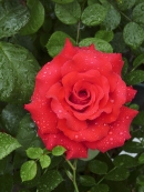 ´Grande Amore´ je typická velkokvětá růže dorůstající do 80 cm.