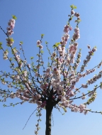Mandloň trojlaločná se pěstuje většinou jako malý stromek. Kvete v dubnu poloplnými růžovými květy na jednoletých výhonech.