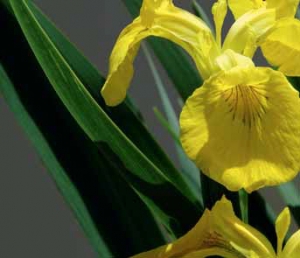 Kosatec žlutý (Iris pseudacorus) je naším původním druhem, který můžete spatřit na březích rybníků a řek.