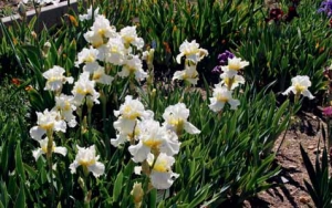 Skupina velkokvětých zahradních kosatců bradatých (Iris barbata elatior) odrůdy ’Sunday Chimes´.