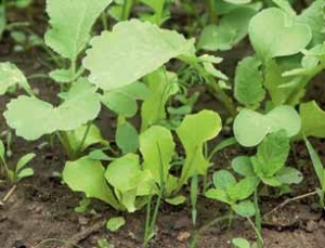 Ředkvičky a malé salátky bývají rychlejší než plevel a rychle zakryjí půdu proti vysychání.