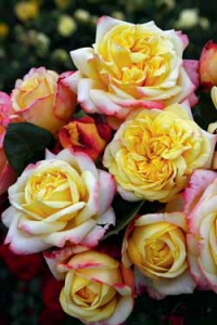 'Kordes Jubilee' je absolutní novinka mezi velkokvětými růžemi. V prodeji bude od jara příštího roku. Je vyšlechtěna k výročí 125 let od založení věhlasné růžařské firmy Kordes.