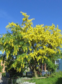 Laburnum alpinum/anagyroides – štědřenec odvislý