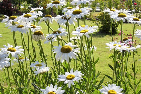 Leucanthemum maximum – kopretina