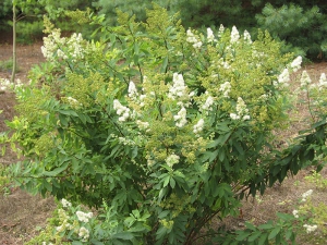 Spiraea cv. – tavolník