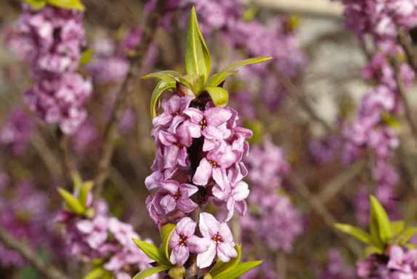 Lýkovec obecný (Daphne mezereum) rozkvétá mezi úplně prvními jarními keři. Bohaté růžové květy se otevírají na holých větvičkách, takže keř působí křehce a elegantně. Zelené listy se objeví až při odkvětu.