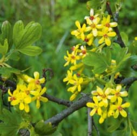 Meruzalka zlatá (Ribes aureum) je mnohem známější jako podnož šlechtěných rybízů a angreštů než jako okrasný keř. Je však neobyčejně odolná a nenáročná, pravý poklad na místa, kde mají jiné keře problémy.