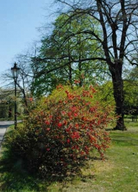 Kvetoucí kdoulovec (Chaenomeles x superba) bývá na jaře nápadnou dominantou zahrad i parků.
