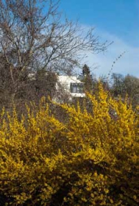 Zlatice (Forsythia), lidově nazývaná zlatý déšť, jejímž větvičkám se kromě dekorace přisuzovala také čarovná moc: kolikátý den po uříznutí větévka vykvetla, tolikátý měsíc příštího roku byl pro majitele šťastný...