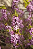 Lýkovec obecný (Daphne mezereum) rozkvétá mezi úplně prvními jarními keři. Bohaté růžové květy se otevírají na holých větvičkách, takže keř působí křehce a elegantně. Zelené listy se objeví až při odkvětu.