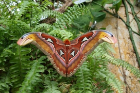 Výstava motýlů v Botanické zahradě v Praze