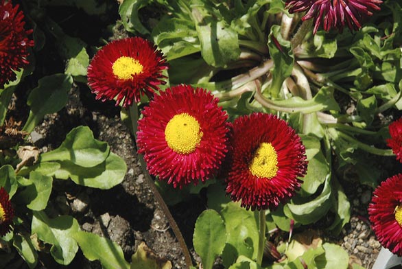 Sedmikráska obecná (Bellis perennis) tubulosa Aetna je nízká dvouletka se sytě červenými okvětními lístky.