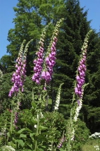 Náprstník červený (Digitalis purpurea) je rostlinou z naší přírody. Je buď dvouletkou, nebo krátkověkou trvalkou, ale pozor – je prudce jedovatý!