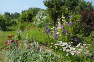 Záhon přírodního typu zpestří dvouletý zvonek prostřední (Campanula medium) a hvozdík bradatý (Dianthus barbatus).