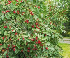 Zimolez obecný má krásné, ale nejedlé červené plody. Ptáci je sezobou, až když jim dojdou ty chutnější.
