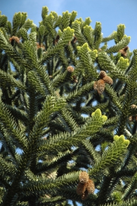 Exotický jehličnan Araucaria araucana snese i naši zimu, pokud je příznivá a bez holomrazů.