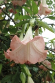 Velmi jedovatý je i keřovitý durman (Brugmansia), k působivému vykvetení však potřebuje chladnější, nejlépe horské klima, tedy chladno a vlhký vzduch.