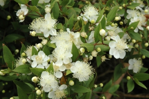 Keříky myrty (Myrtus communis) patří k velmi oblíbeným rostlinám. Větvičkami se zdobí svatebčané, květy i plody se v jižní Evropě používají jako koření.