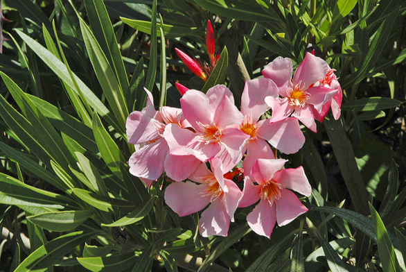 Pěkně kvetoucí oleandr (Nerium oleander) je oblíbený okrasný keř, ale velmi jedovatý. Nenechávejte ho na dosah malým dětem.